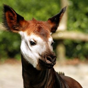 Blijdorp / Rotterdam zoo Kibibi