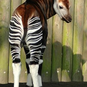 Blijdorp / Rotterdam zoo Kibibi