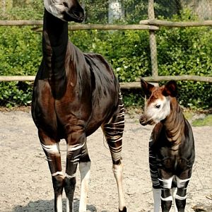 Blijdorp / Rotterdam zoo Kibibi & Kamina