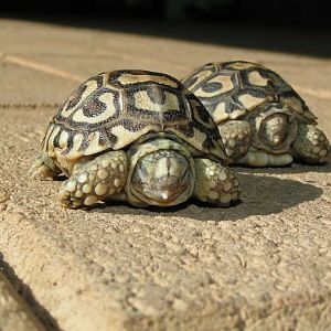 African Leopard tortise hatchlings