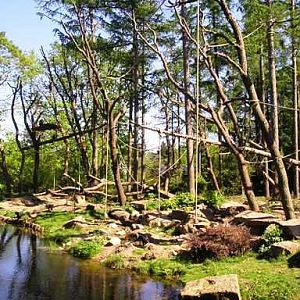 Apenheul / Monkeypark Apeldoorn (NL) Macaque