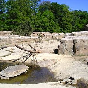 Apenheul / Monkeypark Apeldoorn (NL) Macaque