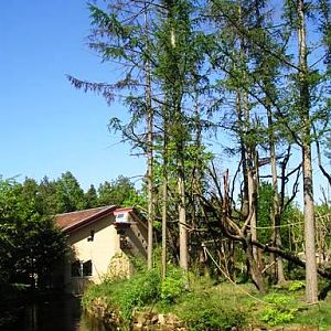 Apenheul / Monkeypark Apeldoorn (NL) Langur