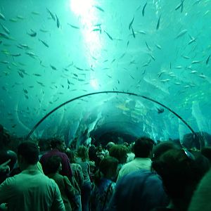 Under the Ocean Voyager tank