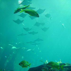 Flock of Cownose Rays