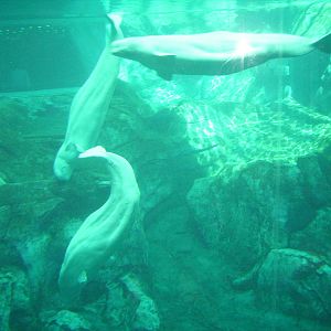 Beluga Whales