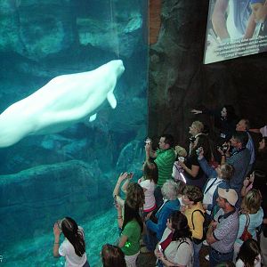 Beluga Whale