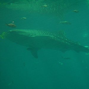 Whale Shark