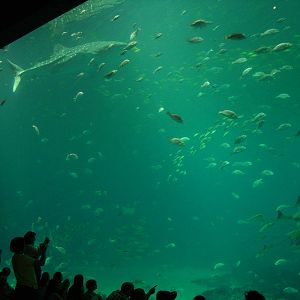 Ocean Voyager Viewing Window