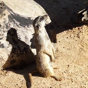 Sun worshipping Meerkat