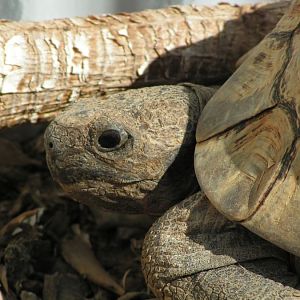 Adult African leopard tortise