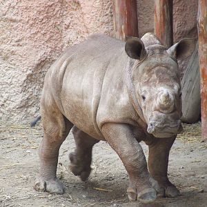 Layla at Budapest Zoo