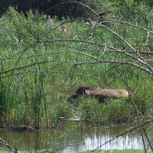 Brazilian Tapir at the 'Pantanal' @ Szeged Zoo, Hungary