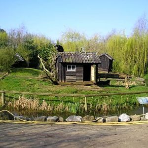 Olmense zoo Olmen/Balen (BE) Bintourong