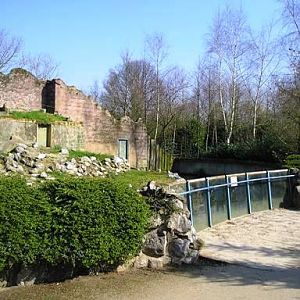 Olmense zoo Olmen/Balen (BE) Bear