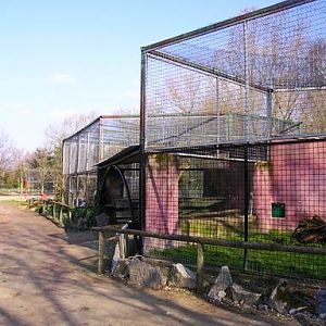 Olmense zoo Olmen/Balen (BE) Caracal/serval