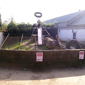 Olmense zoo Olmen/Balen (BE) Chimp