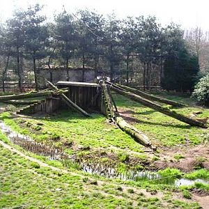 Olmense zoo Olmen/Balen (BE) Cheeta