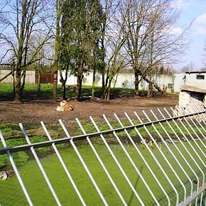 Olmense zoo Olmen/Balen (BE) Lion
