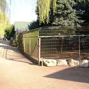 Olmense zoo Olmen/Balen (BE) Muntjak