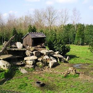 Olmense zoo Olmen/Balen (BE) Puma