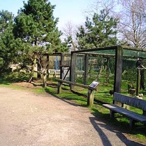 Olmense zoo Olmen/Balen (BE) Owls