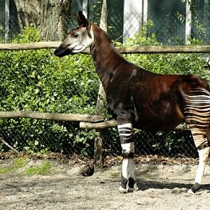 Blijdorp / Rotterdam Demba