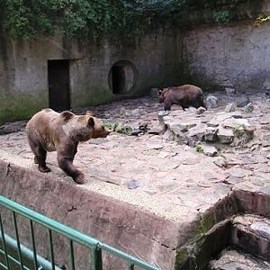 Bratislava (SK) August 2005 Bear