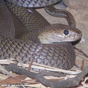 Nubian spitting cobra (Naja nubiae)