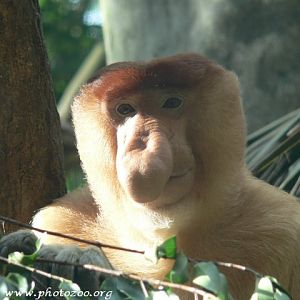 Proboscis monkey (Nasalis larvatus)