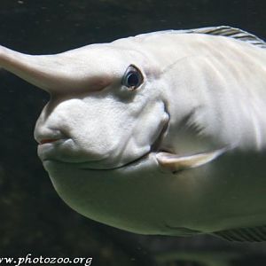 Bluefin unicorn fish (Naso annulatus)