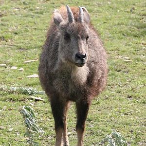 Goral (Naemorrhedus caudatus arnouxianus)
