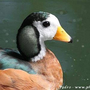African pygmy goose (Nettapus auritus)