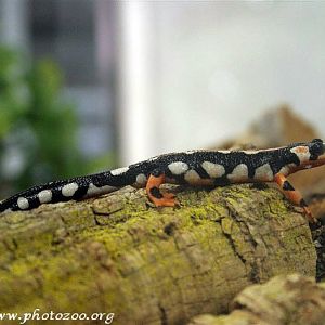 Kaiser's newt (Neurergus kaiseri)