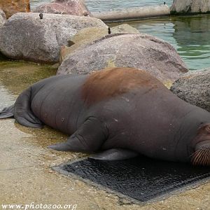 Pacific walrus (Odobenus rosmarus divergens)
