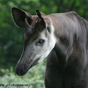 Okapi (Okapia johnsoni)
