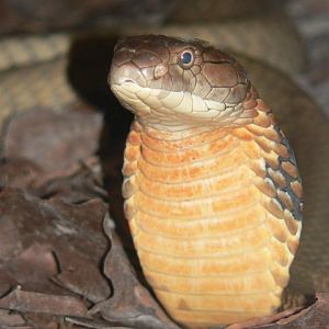 King cobra (Ophiophagus hannah)