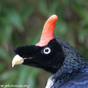Horned guan (Oreophasis derbyanus)