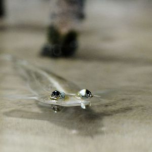 Four-eyed fish at the Blue Planet Aquarium