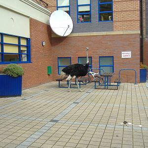 Ostrich, Grange Hill, October 2007