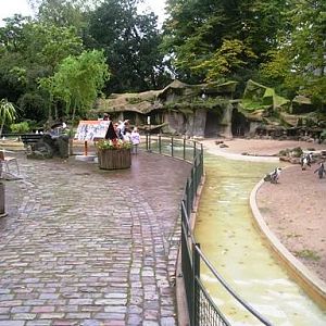 Artis / Amsterdam Penguins