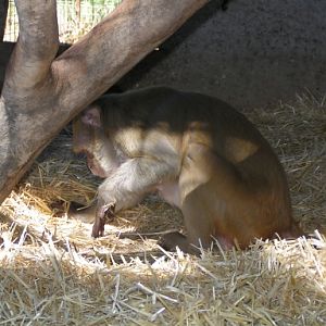 George, rhesus macaque