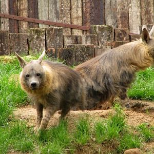 Brown Hyenas @ Prague zoo