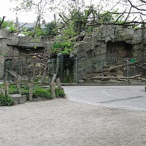 Baboons and mandrils