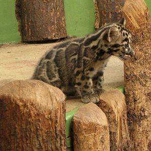 Clouded leopard @ Prague zoo
