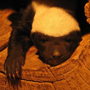 Honey badger @ Prague zoo