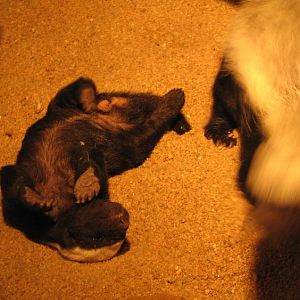 Honey badger @ Prague zoo