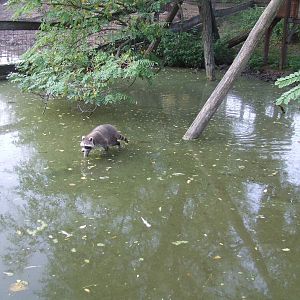 Did you know that Raccoons are able to walk on the surface of the water? :-