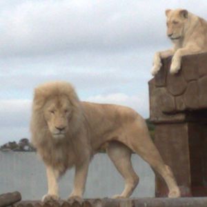 White lions - West Midlands safari park 07