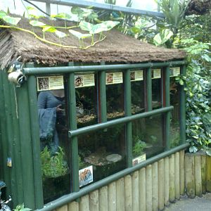 Tarantula enclosures - Amazonia - Scotland 07